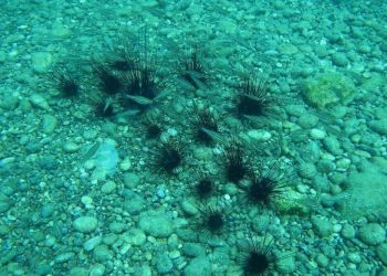 Dikenli deniz kestanesi uyarısı: İnsan teniyle temas etmesi halinde dikenleri aracılığıyla zehirler