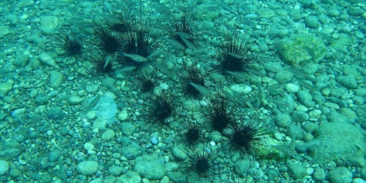 Dikenli deniz kestanesi uyarısı: İnsan teniyle temas etmesi halinde dikenleri aracılığıyla zehirler