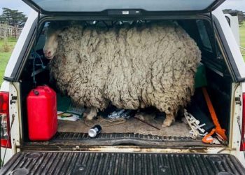 Firari koyun 7 yıl sonra evine döndü