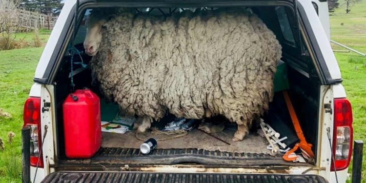 Firari koyun 7 yıl sonra evine döndü