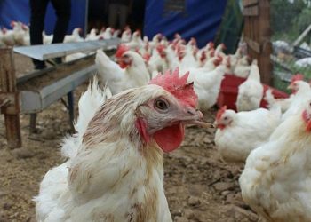 Hayvan öldürülmeden üretilen kültür etine dünyadaki ilk onay Singapur’dan geldi