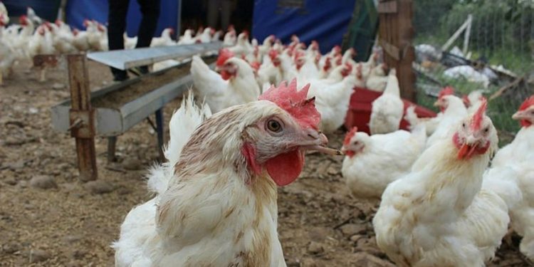 Hayvan öldürülmeden üretilen kültür etine dünyadaki ilk onay Singapur’dan geldi