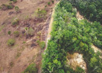 Kolombiya ormanları hızla talan ediliyor