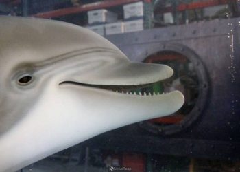 Robot yunus gerçeğini aratmıyor