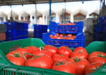 Rusya’ya domates ihracında kota 199,3 bin tonu buldu, siparişler durduruldu