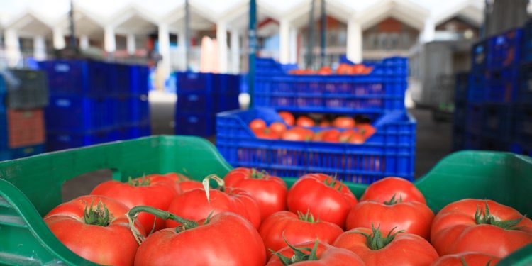 Rusya’ya domates ihracında kota 199,3 bin tonu buldu, siparişler durduruldu