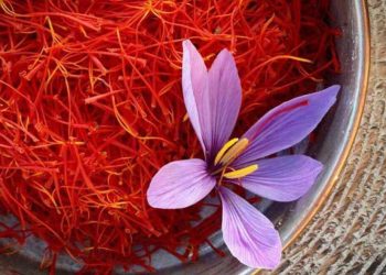 Safranın kilosu ne kadar: Safran nedir, faydaları nelerdir?