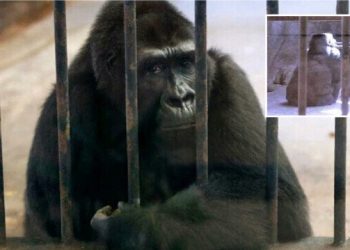 Tayland’da kafeste tek başına yaşayan goril için imza kampanyası