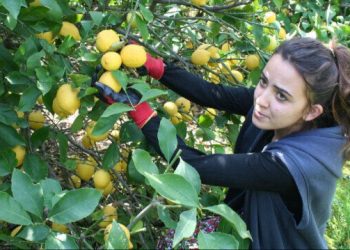 Üreticiyle market arasındaki en fazla fiyat farkının olduğu ürün: Yüzde 344’lük fiyat farkı çıktı