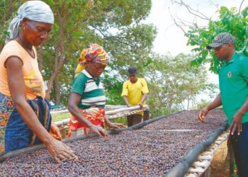 Afrika üretiyor, Batı kazanıyor: Kahvedeki sömürü düzeni