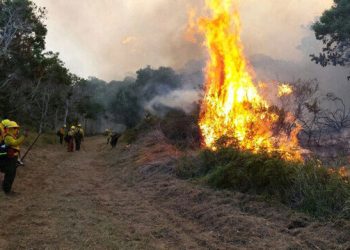 Hawaii’de devam eden orman yangınlarında 6 kişi hayatını kaybetti