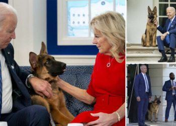 ABD Başkanı Biden’ın köpeği Gizli Servis görevlisini ısırdı