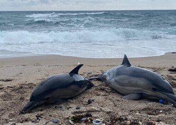 Su sıcaklığı 39 dereceyi aştı: 100’den fazla yunus ölü bulundu