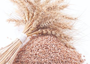 Ata tohumuna özel ödenek