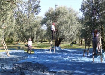 Marmarabirlik ürün alım fiyatlarını açıkladı